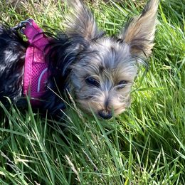 Yorkshire Terrier Puppies from Sharon Gellerman's Yorkshire Terriers