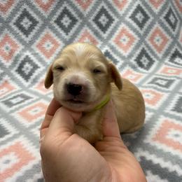 GREEN COLLAR GIRL 3 - Cream female Dachshund puppy in Hoover, Alabama from Tide Town Doxies