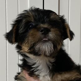 Assorted Doodle Crosses, Double Doodle, Maltipoo, Morkie, and Yorkipoo Puppies from Danza Bolo