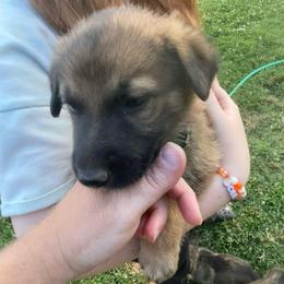 Boy 6 (D Green) - Sable male German Shepherd puppy in Greenwood, South Carolina from Malone’s Palmetto Puppies