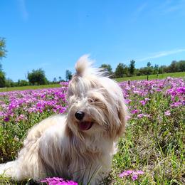 Havanese puppies from Curly Que Standard Poodles and Havanese