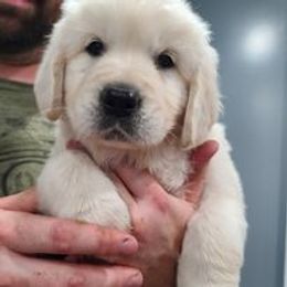 Golden Retriever Puppies from Smokey Mountain English Goldens