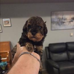 Pluto - Black & tan tri-color male Maltipoo puppy in Everett, Washington from Meadows Ranch