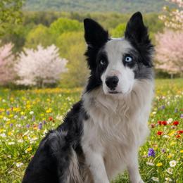 Rowdy - Border Collie