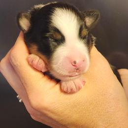 Black tri girl 6 - Black tri female Toy Australian Shepherd puppy in Hampton, Tennessee from TC Farms Stock Dogs - Miniature Australian Shepherds