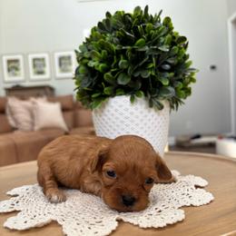 Coral - Red  female Goldendoodle puppy in Alamance County, North Carolina from Doodle Squad Puppies