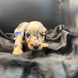 Blue - Dapple male Dachshund puppy in South Fulton, Tennessee from Stiles' Mini Doxies