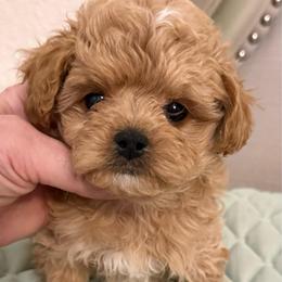 Boy 2 - Apricot male Maltipoo puppy in San Diego, Temecula, Ontario, California from Yorkie & Maltese Royalty