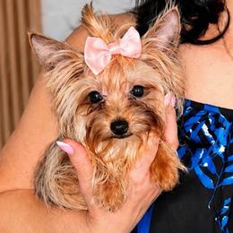 Angel - Gold female Yorkshire Terrier puppy in Cape Coral, Florida from Katherine’s Yorkies and Poodles
