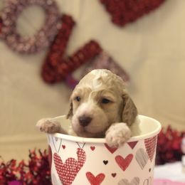 Poodle Puppies from Wild Orchid Poodles