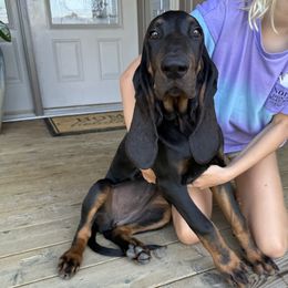 Black and Tan Coonhound puppies from Tinkers hounds