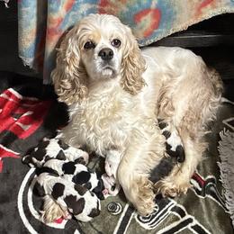 Cocker Spaniel puppies from Rich Cat’s