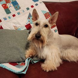 Jolene - Scottish Terrier