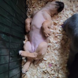 Cane Corso Puppies from Red Wood Cane Corso