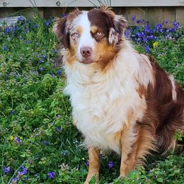 Vally - Miniature American Shepherd