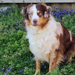 Vally - Miniature American Shepherd