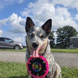 Australian Cattle Dogs from Jedda ACDs