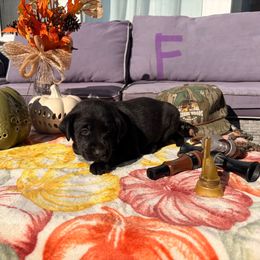 Purple - Black female Labrador Retriever puppy in Talking Rock, Georgia from Bethel Woods Kennels