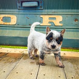 Purple - Blue speckled female Australian Cattle Dog puppy in Spokane, Washington from 4D Cattle Dogs