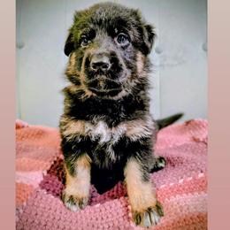 Magenta - Bi-color female German Shepherd puppy in Maricopa, Arizona from Royalty German Shepherds