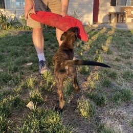 Dutch Shepherd and xDutch Shepherd Puppies from Raw Nature K9