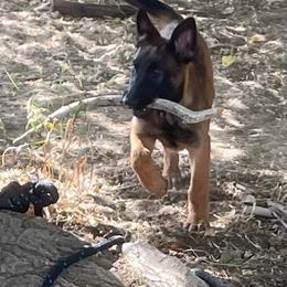 Belgian Malinois Puppies from BlueStone