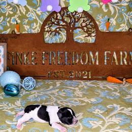 Dachshund, Giant Schnauzer, and Miniature Schnauzer Puppies from Finke Freedom Farm