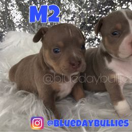 American Bully Puppies from Blueday Kennel