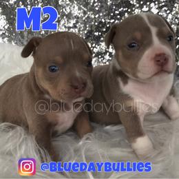 American Bully Puppies from Blueday Kennel