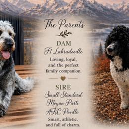 Labradoodle puppies from Northern Lights Labradoodles