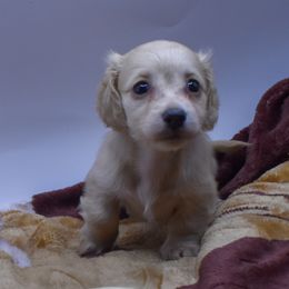 Girl 1 - Cream female Dachshund puppy in Maurice, Louisiana from Hart Dachshunds