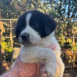 Cookie - White and black female Newfoundland puppy in Yreka, California from Lisa Kennedy