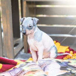 American Hairless Terrier and Flat-Coated Retriever Puppies from Inspired Flat-Coated Retrievers and American Hairless Terriers