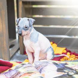 American Hairless Terrier and Flat-Coated Retriever Puppies from Inspired Flat-Coated Retrievers and American Hairless Terriers