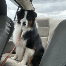 Jovi - Black tri-color male Australian Shepherd puppy in Muncie, Indiana from Gemfire Australian Shepherds