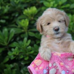 Whoodle Puppies from Texas Puppy Dreams LLC dba Whoodles and Co.