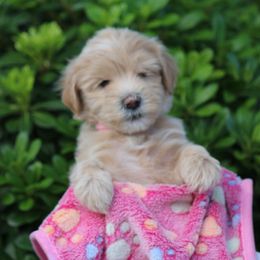 Whoodle Puppies from Texas Puppy Dreams LLC dba Whoodles and Co.