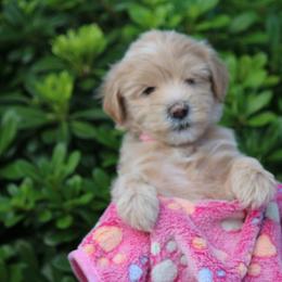 Whoodle Puppies from Texas Puppy Dreams LLC dba Whoodles and Co.