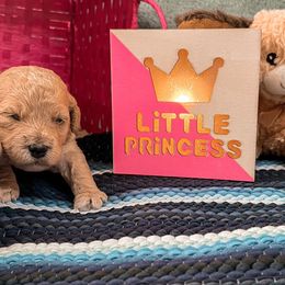 Goldendoodle Puppies from The Dood Effect