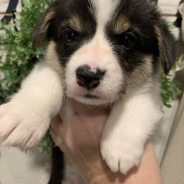 Labrador Retriever and Pembroke Welsh Corgi Puppies from Two Roses Ranch