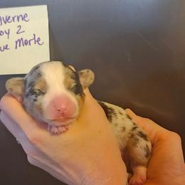Blue merle boy 2 - Blue merle and white male American Corgi puppy in Hampton, Tennessee from TC Farms Stock Dogs - Miniature Australian Shepherds