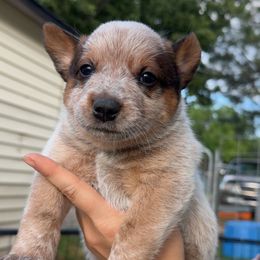 Twix - Red mottled female Australian Cattle Dog puppy in Oberlin, Kansas from Hangin R Kennels