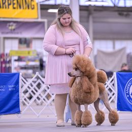 Chinese Cresteds and Poodles from Ariella Standard Poodles & Chinese Cresteds