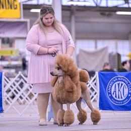 Chinese Cresteds and Poodles from Ariella Standard Poodles & Chinese Cresteds
