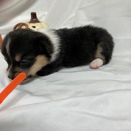 Orange female - White and black female Pembroke Welsh Corgi puppy in Pleasant Plains, Arkansas from PBA Kennel