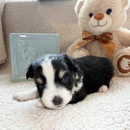 Prancer - Black tri male Toy Australian Shepherd puppy in Aurora, Missouri from Sweet Peach Puppies