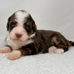 Melody - Brown female Bernedoodle puppy in Fleming, Colorado from Vandenbark Doodles