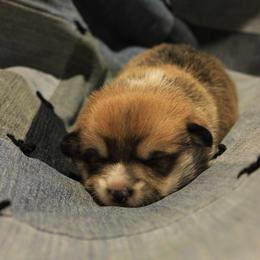 Boy 2 - Sable male Pembroke Welsh Corgi puppy in Williams, California from Bear Creek Corgis