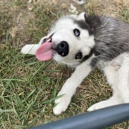 Siberian Husky Puppies from Blue Skyes Huskies