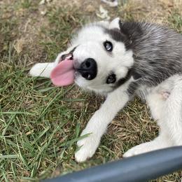 Siberian Husky Puppies from Blue Skyes Huskies